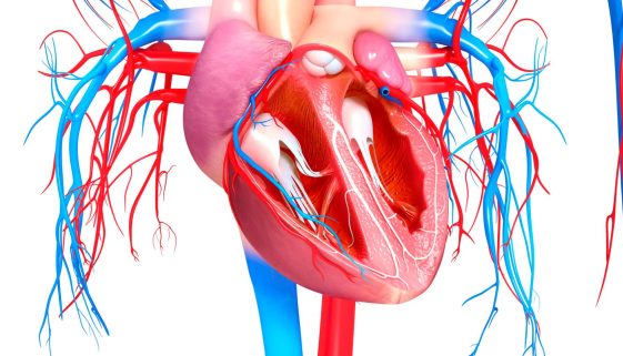 دليل شامل لتوسيع صمامات القلب