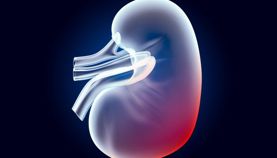 العيوب الخلقية في المسالك البولية عند الأطفال