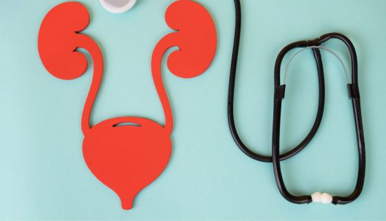 المسالك البولية